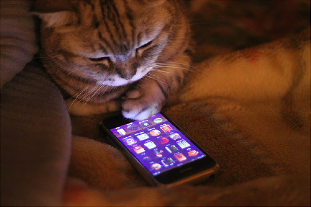 à¸œà¸¥à¸à¸²à¸£à¸„à¹‰à¸™à¸«à¸²à¸£à¸¹à¸›à¸ à¸²à¸žà¸ªà¸³à¸«à¸£à¸±à¸š cat look phone